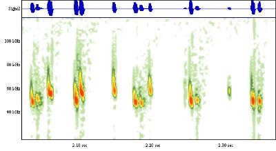 Spectrogram displaying the echolocation signals of two species of pipistrelle.